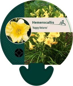 Hemerocallis 'Happy Returns' geen maat specificatie 0,55L/P9cm - afbeelding 1