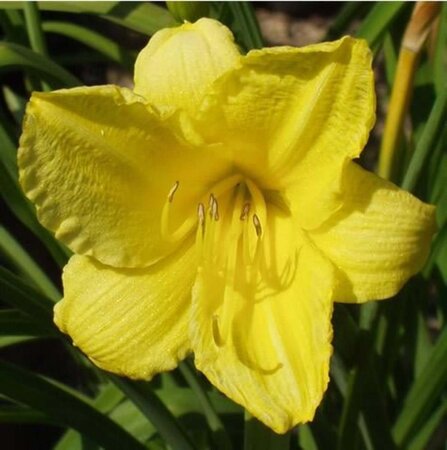 Hemerocallis 'Happy Returns' geen maat specificatie 0,55L/P9cm - afbeelding 2