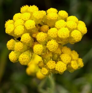 Helichrysum italicum geen maat specificatie 0,55L/P9cm - afbeelding 1