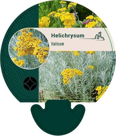 Helichrysum italicum geen maat specificatie 0,55L/P9cm - afbeelding 3