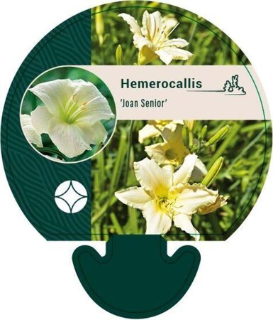 Hemerocallis 'Joan Senior' geen maat specificatie 0,55L/P9cm