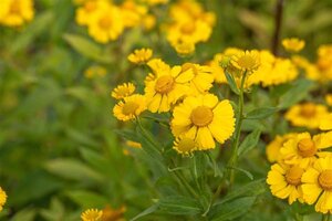 Helenium 'Kanaria' geen maat specificatie 0,55L/P9cm - afbeelding 1