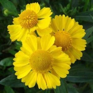 Helenium 'Kanaria' geen maat specificatie 0,55L/P9cm - afbeelding 2