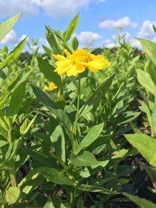 Helenium 'Kanaria' geen maat specificatie 0,55L/P9cm - afbeelding 3