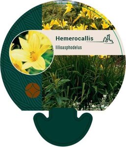 Hemerocallis lilioasphodelus geen maat specificatie 0,55L/P9cm - afbeelding 3