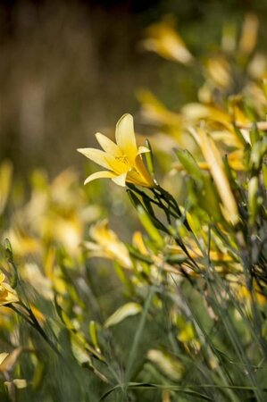 Hemerocallis lilioasphodelus geen maat specificatie 0,55L/P9cm - afbeelding 2