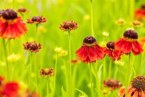 Helenium 'Moerheim Beauty' geen maat specificatie 0,55L/P9cm - afbeelding 1