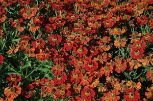 Helenium 'Moerheim Beauty' geen maat specificatie 0,55L/P9cm - afbeelding 2