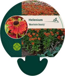 Helenium 'Moerheim Beauty' geen maat specificatie 0,55L/P9cm - afbeelding 6