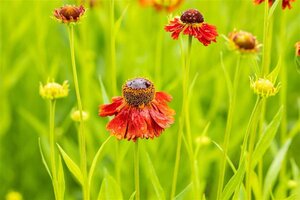 Helenium 'Moerheim Beauty' geen maat specificatie 0,55L/P9cm - afbeelding 3