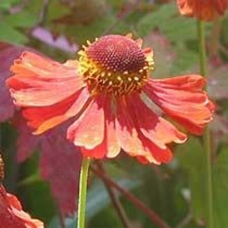 Helenium 'Moerheim Beauty' geen maat specificatie 0,55L/P9cm - afbeelding 4