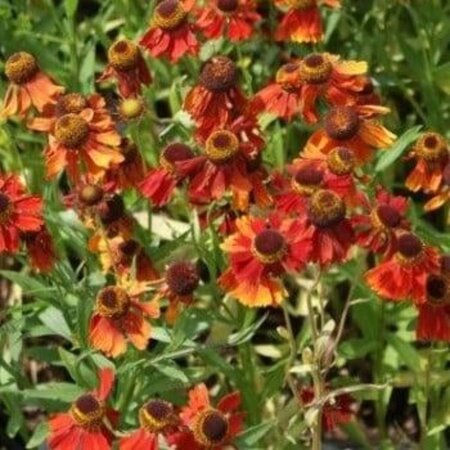 Helenium 'Moerheim Beauty' geen maat specificatie 0,55L/P9cm - afbeelding 5