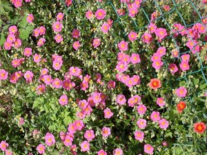 Helianthemum 'Lawrenson's Pink' geen maat specificatie 0,55L/P9cm - afbeelding 1