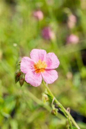 Helianthemum 'Lawrenson's Pink' geen maat specificatie 0,55L/P9cm - afbeelding 2