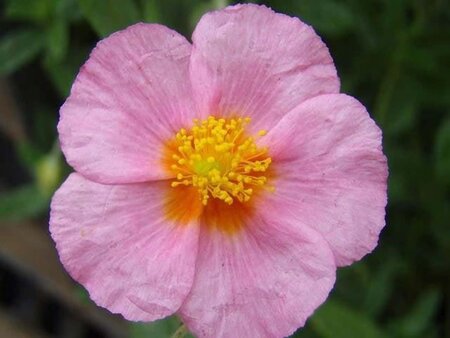 Helianthemum 'Lawrenson's Pink' geen maat specificatie 0,55L/P9cm - afbeelding 3