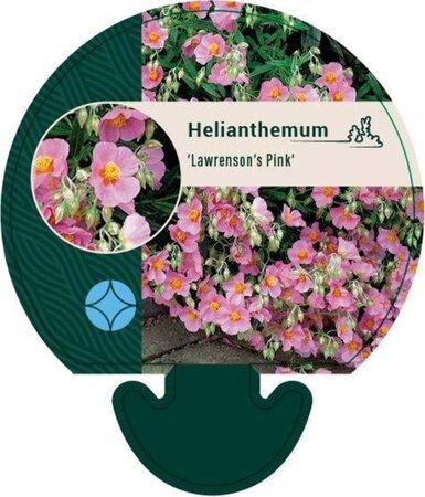 Helianthemum 'Lawrenson's Pink' geen maat specificatie 0,55L/P9cm - afbeelding 4