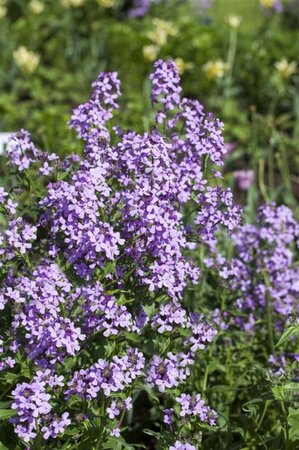 Hesperis matronalis geen maat specificatie 0,55L/P9cm - afbeelding 1