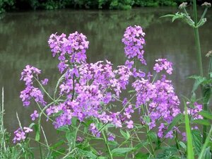 Hesperis matronalis geen maat specificatie 0,55L/P9cm - afbeelding 2