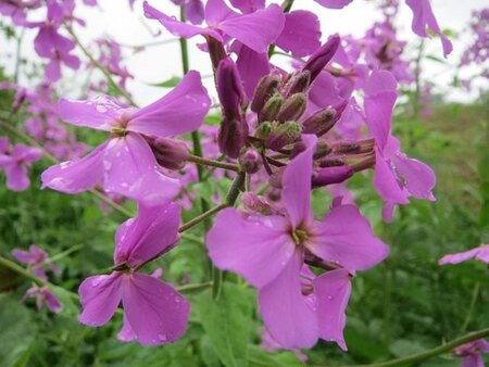 Hesperis matronalis geen maat specificatie 0,55L/P9cm - afbeelding 3