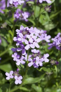 Hesperis matronalis geen maat specificatie 0,55L/P9cm - afbeelding 4