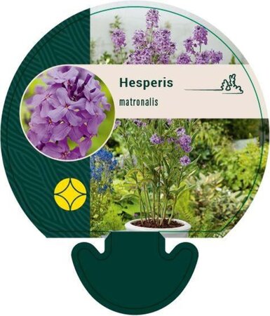 Hesperis matronalis geen maat specificatie 0,55L/P9cm - afbeelding 5