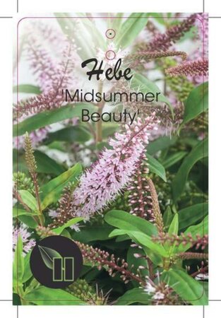 Hebe 'Midsummer Beauty' geen maat specificatie cont. 10L - afbeelding 3