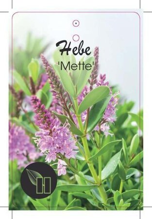 Hebe 'Mette' geen maat specificatie cont. 10L - afbeelding 2