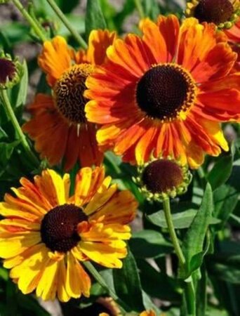 Helenium Mardi Gras geen maat specificatie 0,55L/P9cm