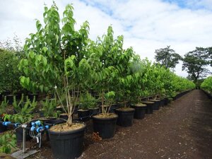 Heptacodium miconioides 175-200 cm cont. 90L multi-stem - image 2