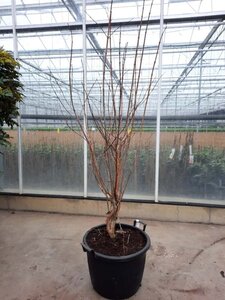 Heptacodium miconioides 200-250 cm container meerstammig - afbeelding 2