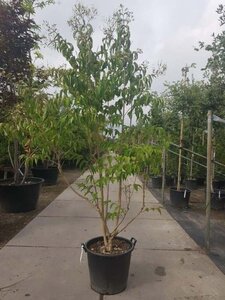 Heptacodium miconioides 200-250 cm container meerstammig - afbeelding 4