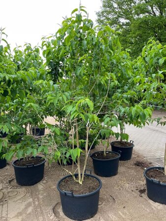 Heptacodium miconioides 250-300 cm container meerstammig - afbeelding 2