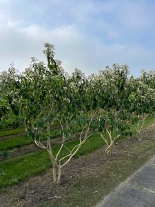 Heptacodium miconioides 300-350 cm draadkluit meerstammig - afbeelding 1