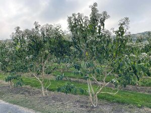 Heptacodium miconioides 300-350 cm WRB multi-stem - image 2