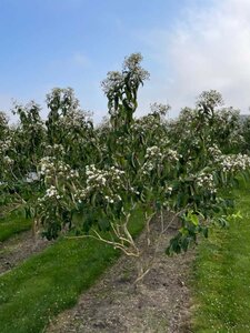 Heptacodium miconioides 300-350 cm WRB multi-stem - image 3