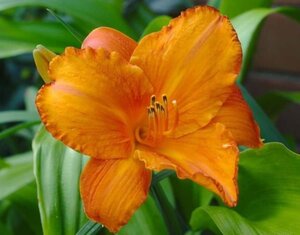 Hemerocallis 'Mauna Loa' geen maat specificatie 0,55L/P9cm