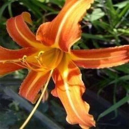 Hemerocallis 'Margaret Perry' geen maat specificatie 0,55L/P9cm