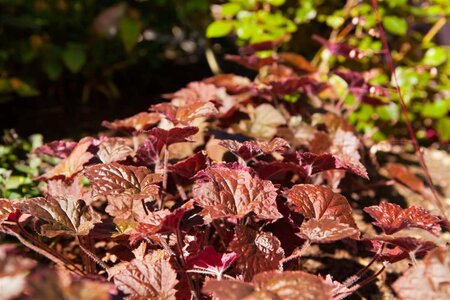 Heuchera m. 'Palace Purple' geen maat specificatie 0,55L/P9cm - afbeelding 1