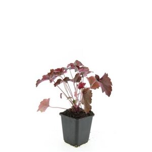 Heuchera m. 'Palace Purple' geen maat specificatie 0,55L/P9cm - afbeelding 5