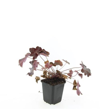 Heuchera m. 'Palace Purple' geen maat specificatie 0,55L/P9cm - afbeelding 4