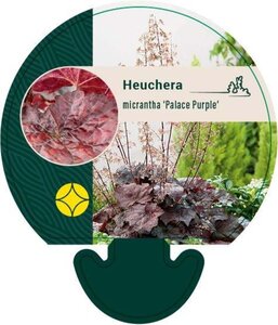 Heuchera m. 'Palace Purple' geen maat specificatie 0,55L/P9cm - afbeelding 10