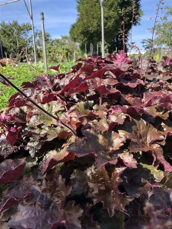 Heuchera m. 'Palace Purple' geen maat specificatie 0,55L/P9cm - afbeelding 17