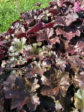 Heuchera m. 'Palace Purple' geen maat specificatie 0,55L/P9cm - afbeelding 16