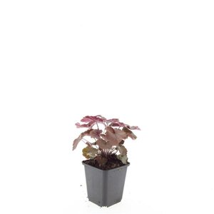 Heuchera m. 'Palace Purple' geen maat specificatie 0,55L/P9cm - afbeelding 3