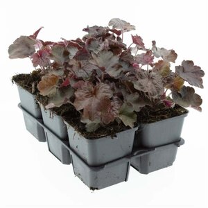 Heuchera m. 'Palace Purple' geen maat specificatie 0,55L/P9cm - afbeelding 12