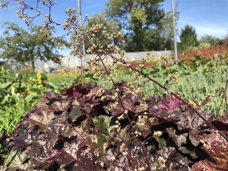 Heuchera m. 'Palace Purple' geen maat specificatie 0,55L/P9cm - afbeelding 15