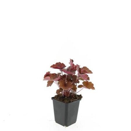 Heuchera m. 'Palace Purple' geen maat specificatie 0,55L/P9cm - afbeelding 18