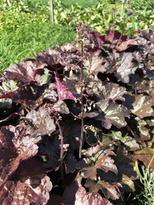 Heuchera m. 'Palace Purple' geen maat specificatie 0,55L/P9cm - afbeelding 14