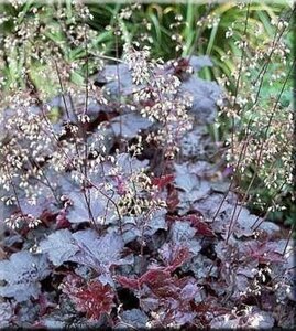 Heuchera m. 'Palace Purple' geen maat specificatie 0,55L/P9cm - afbeelding 6