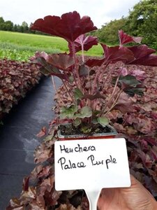 Heuchera m. 'Palace Purple' geen maat specificatie 0,55L/P9cm - afbeelding 11